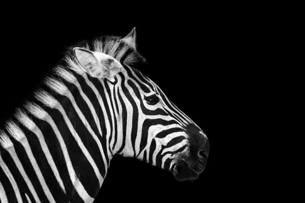 輸入壁紙 カスタム壁紙 PHOTOWALL / Zebra Portrait (e316073)