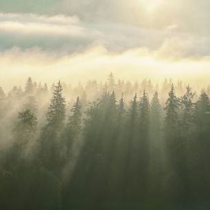 輸入壁紙 カスタム壁紙 PHOTOWALL / Wooded Mountans Fog (e316100)