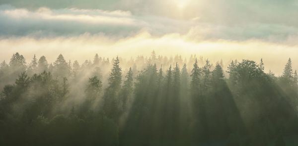 輸入壁紙 カスタム壁紙 PHOTOWALL / Wooded Mountans Fog (e316100)