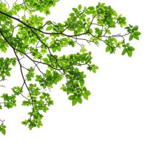 輸入壁紙 カスタム壁紙 PHOTOWALL / Tree Leaves and Branches (e316156)