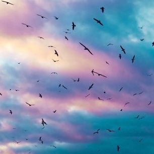 輸入壁紙 カスタム壁紙 PHOTOWALL / Birds in Colorful Sky (e313611)