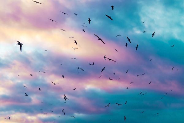 輸入壁紙 カスタム壁紙 PHOTOWALL / Birds in Colorful Sky (e313611)