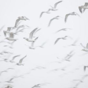 輸入壁紙 カスタム壁紙 PHOTOWALL / Flock of Birds (e314665)
