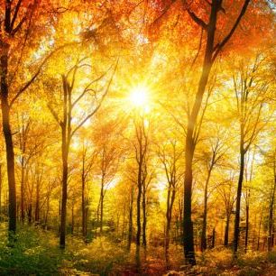 輸入壁紙 カスタム壁紙 PHOTOWALL / Autumn Forest (e315812)