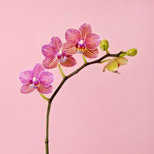 輸入壁紙 カスタム壁紙 PHOTOWALL / Pink Orchid (e316046)