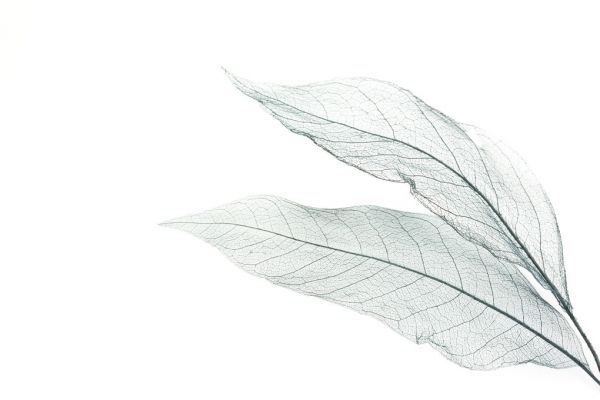 輸入壁紙 カスタム壁紙 PHOTOWALL / Skeleton Leaf (e316114)