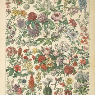 輸入壁紙 カスタム壁紙 PHOTOWALL / French Flower Chart (e316421)