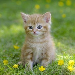 輸入壁紙 カスタム壁紙 PHOTOWALL / Ginger Cat (e312547)