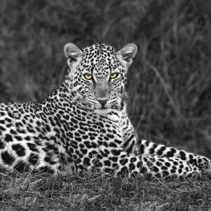 輸入壁紙 カスタム壁紙 PHOTOWALL / Leopard Portrait (e313155)