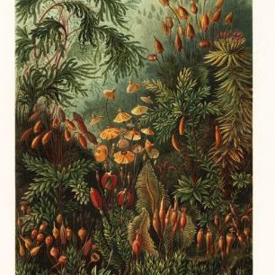 輸入壁紙 カスタム壁紙 PHOTOWALL / Muscinae Moss Art Forms - Ernst Haeckel (e316977)