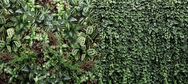 輸入壁紙 カスタム壁紙 PHOTOWALL / Wall Ivy Plants (e317431)