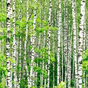 輸入壁紙 カスタム壁紙 PHOTOWALL / Birch Trees (e316135)