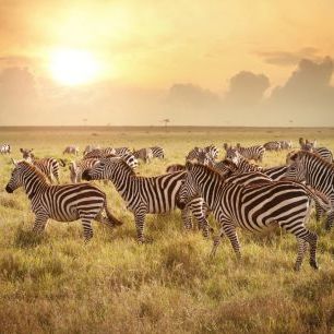 輸入壁紙 カスタム壁紙 PHOTOWALL / Zebras in the Morning (e316468)