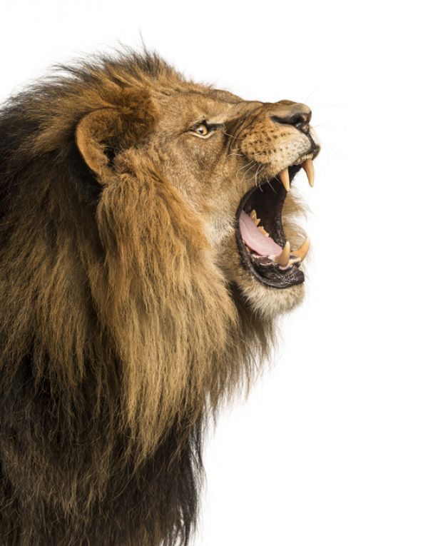 輸入壁紙 カスタム壁紙 PHOTOWALL / Roaring Lion (e316469)