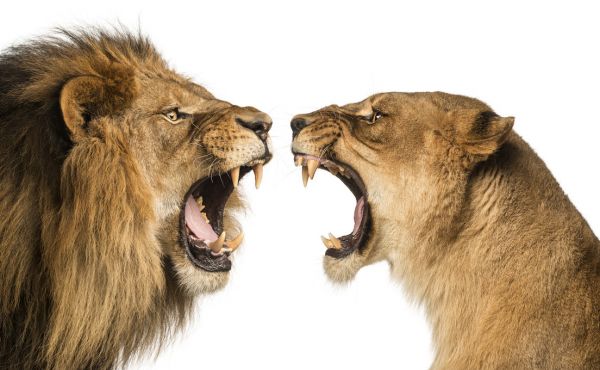 輸入壁紙 カスタム壁紙 PHOTOWALL / Roaring Lion and Lioness (e316471)