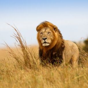 輸入壁紙 カスタム壁紙 PHOTOWALL / Lion in the Golden Grass (e316472)