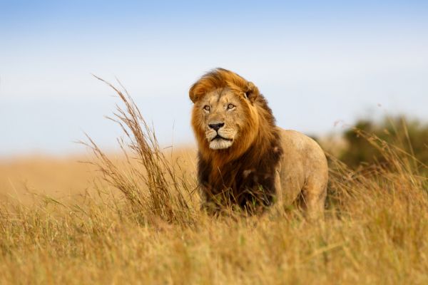 輸入壁紙 カスタム壁紙 PHOTOWALL / Lion in the Golden Grass (e316472)