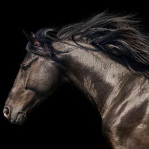 輸入壁紙 カスタム壁紙 PHOTOWALL / Black Horse (e316479)