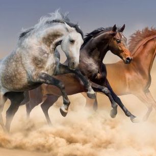 輸入壁紙 カスタム壁紙 PHOTOWALL / Three Horses Run (e316480)