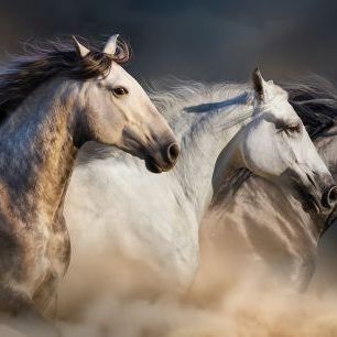 輸入壁紙 カスタム壁紙 PHOTOWALL / Horses in Dust (e316481)