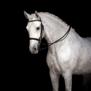 輸入壁紙 カスタム壁紙 PHOTOWALL / White Horse Dressage (e316484)