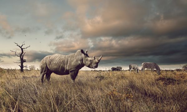 輸入壁紙 カスタム壁紙 PHOTOWALL / Rhino and Zebra in Grasslands (e316487)