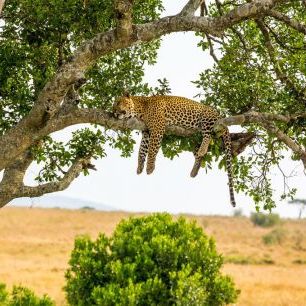 輸入壁紙 カスタム壁紙 PHOTOWALL / Leopard Sleeping in Tree (e316491)