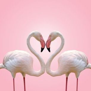 輸入壁紙 カスタム壁紙 PHOTOWALL / Couple Flamingo (e316492)