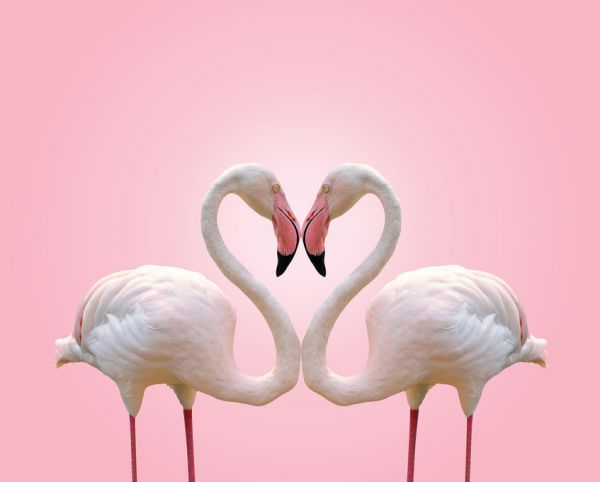 輸入壁紙 カスタム壁紙 PHOTOWALL / Couple Flamingo (e316492)