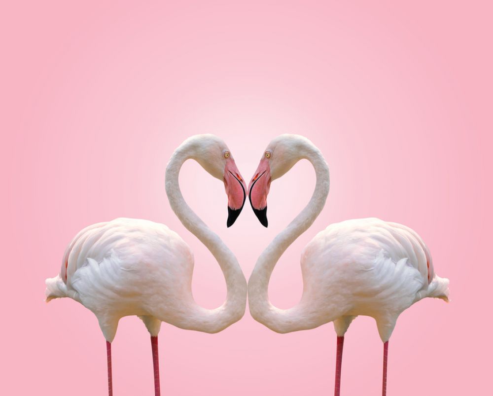 輸入壁紙 カスタム壁紙 Photowall Couple Flamingo 壁紙屋本舗