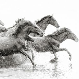 輸入壁紙 カスタム壁紙 PHOTOWALL / Herd of Wild Horses (e316493)