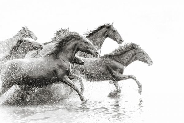 輸入壁紙 カスタム壁紙 PHOTOWALL / Herd of Wild Horses (e316493)