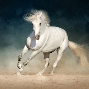 輸入壁紙 カスタム壁紙 PHOTOWALL / White Andalusian Horse (e316496)