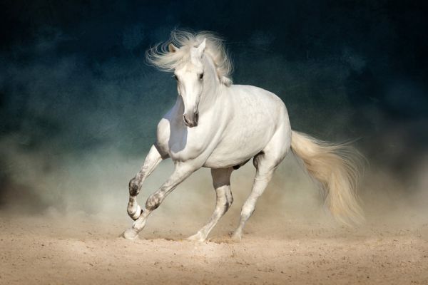 輸入壁紙 カスタム壁紙 PHOTOWALL / White Andalusian Horse (e316496)