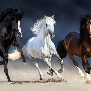 輸入壁紙 カスタム壁紙 PHOTOWALL / Three Horses Run (e316499)