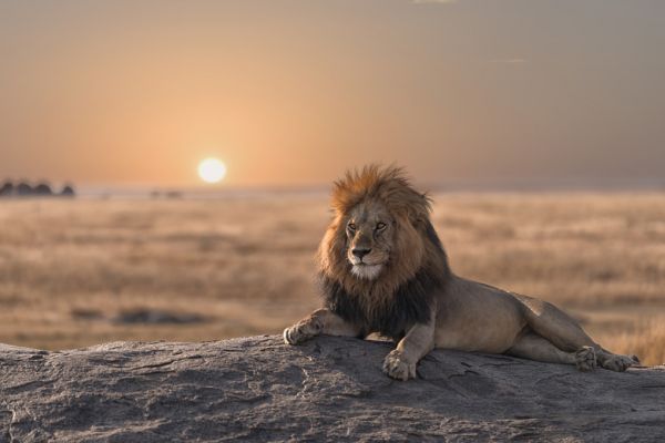 輸入壁紙 カスタム壁紙 PHOTOWALL / Lion Sitting on the Rock (e316500)