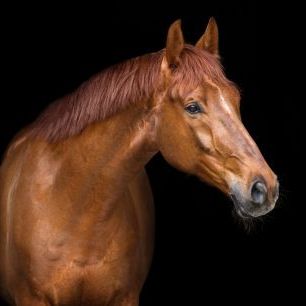 輸入壁紙 カスタム壁紙 PHOTOWALL / Red Horse Portrait (e316505)