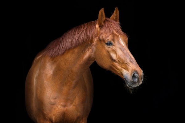 輸入壁紙 カスタム壁紙 PHOTOWALL / Red Horse Portrait (e316505)