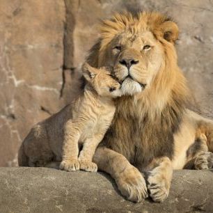 輸入壁紙 カスタム壁紙 PHOTOWALL / Lion and Cub (e316508)
