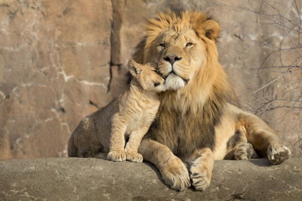 輸入壁紙 カスタム壁紙 PHOTOWALL / Lion and Cub (e316508)