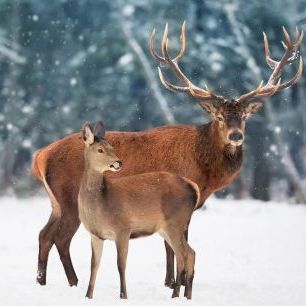 輸入壁紙 カスタム壁紙 PHOTOWALL / Deer in the Snow (e316509)