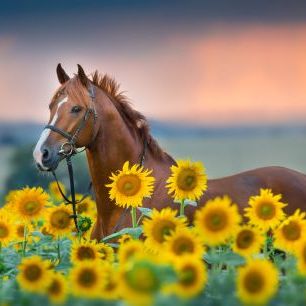 輸入壁紙 カスタム壁紙 PHOTOWALL / Red horse in Sunflowers Field (e316510)