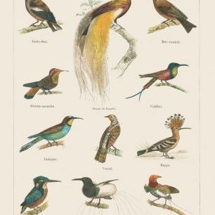 輸入壁紙 カスタム壁紙 PHOTOWALL / Bird Chart I (e316422)