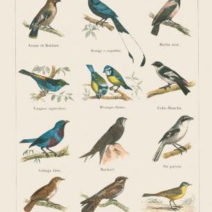 輸入壁紙 カスタム壁紙 PHOTOWALL / Bird Chart II (e316423)