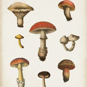 輸入壁紙 カスタム壁紙 PHOTOWALL / Mushroom Chart (e316428)