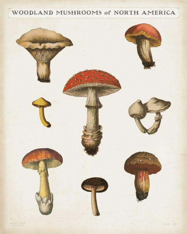 輸入壁紙 カスタム壁紙 PHOTOWALL / Mushroom Chart (e316428)