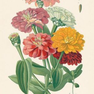 輸入壁紙 カスタム壁紙 PHOTOWALL / Antique Botanical II (e316430)