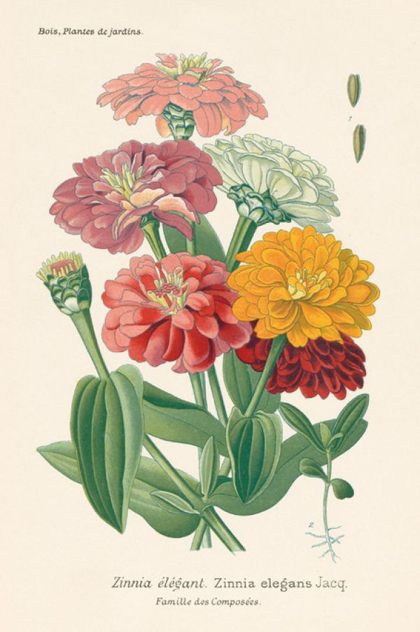 輸入壁紙 カスタム壁紙 PHOTOWALL / Antique Botanical II (e316430)
