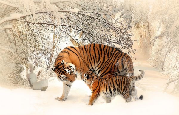 輸入壁紙 カスタム壁紙 PHOTOWALL / Baby and Mother Tigers (e316207)