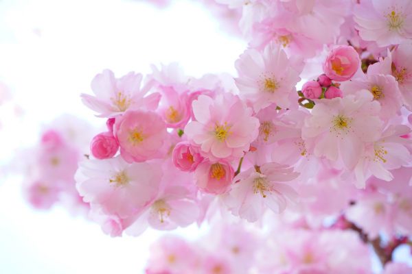 輸入壁紙 カスタム壁紙 PHOTOWALL / Blossom Cherry Blossom (e316212)
